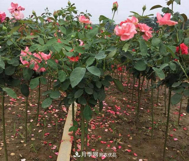 南陽月季花的栽培管理技術(shù)要點有哪些？(圖1)