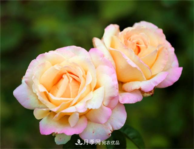 秋天陽臺(tái)養(yǎng)月季，3個(gè)養(yǎng)護(hù)要點(diǎn)要掌握，開花又大又艷麗(圖4)