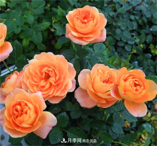 秋天陽臺(tái)養(yǎng)月季，3個(gè)養(yǎng)護(hù)要點(diǎn)要掌握，開花又大又艷麗(圖3)