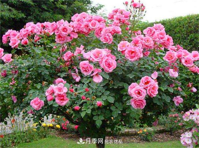 秋天陽臺(tái)養(yǎng)月季，3個(gè)養(yǎng)護(hù)要點(diǎn)要掌握，開花又大又艷麗(圖1)