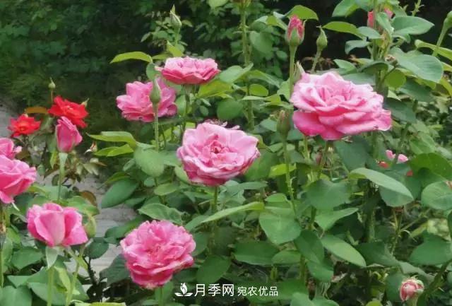 月季***怕“三種”水，避開不黃葉爛根，清香宜人一整年(圖2)