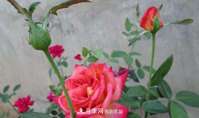 月季***怕“三種”水，避開不黃葉爛根，清香宜人一整年(圖3)