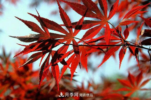 這些5種高端苗木向來就是“搶手貨”，你知道幾個？(圖5)