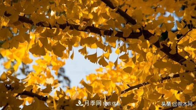 秋季苗木看這幾種綠化樹，越看越美(圖2)