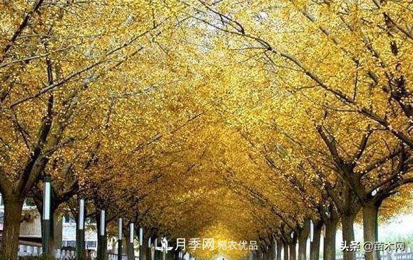秋季苗木看這幾種綠化樹，越看越美(圖1)
