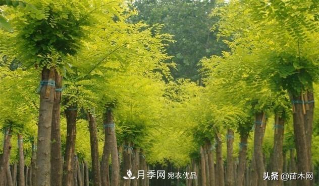 秋季苗木看這幾種綠化樹，越看越美(圖3)