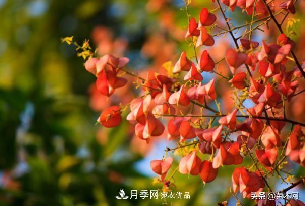 秋季苗木看這幾種綠化樹，越看越美(圖4)
