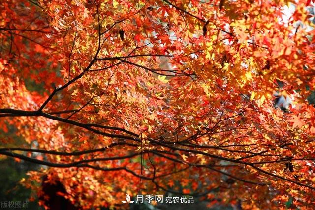 秋葉如花，觀賞紅葉的苗木，除了紅楓，你認識哪幾種？(圖1)