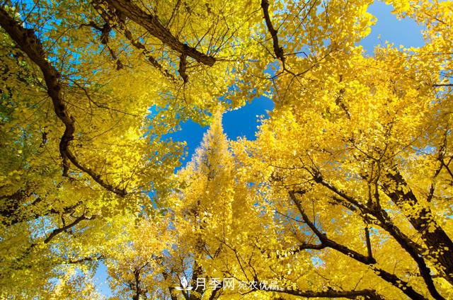 秋葉如花，觀賞紅葉的苗木，除了紅楓，你認識哪幾種？(圖3)