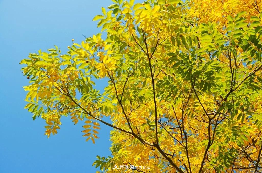 秋葉如花，觀賞紅葉的苗木，除了紅楓，你認識哪幾種？(圖4)