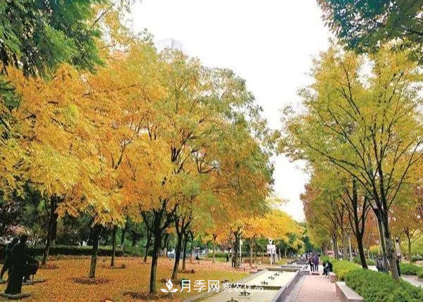秋葉如花，觀賞紅葉的苗木，除了紅楓，你認識哪幾種？(圖6)