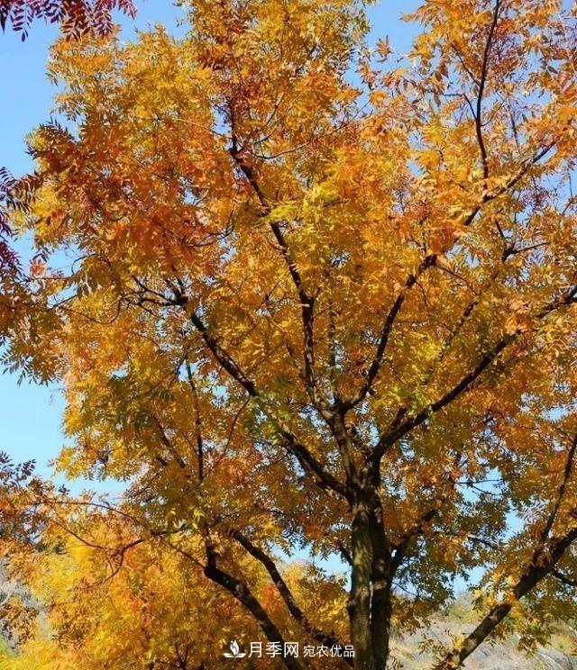 秋葉如花，觀賞紅葉的苗木，除了紅楓，你認識哪幾種？(圖2)