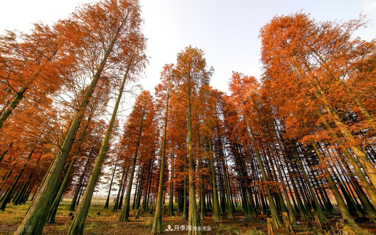 秋葉如花，觀賞紅葉的苗木，除了紅楓，你認識哪幾種？(圖9)