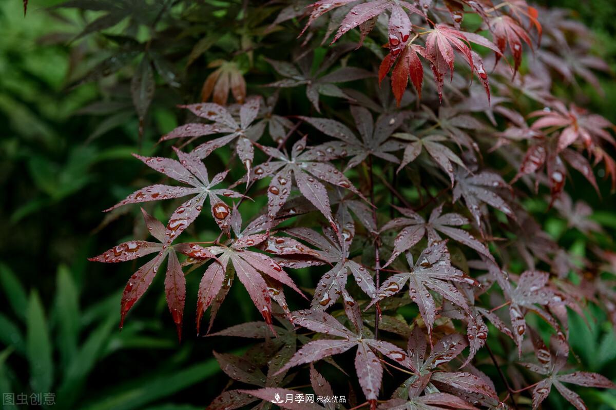 秋葉如花，觀賞紅葉的苗木，除了紅楓，你認識哪幾種？(圖7)
