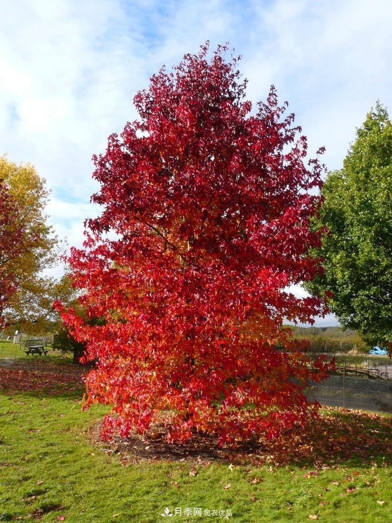 秋葉如花，觀賞紅葉的苗木，除了紅楓，你認識哪幾種？(圖10)