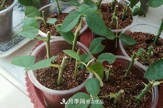月季枝扦插如何快速生根，幾個小妙招試試(圖1)