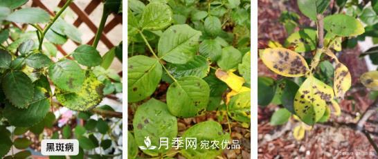 月季病害及雜草如何防除？(圖1)