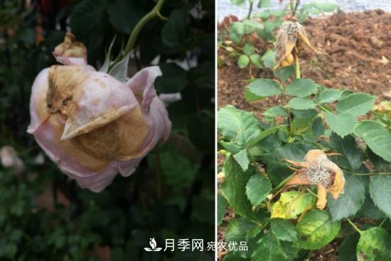 月季病害及雜草如何防除？(圖4)