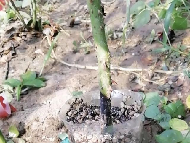 高壓月季出現(xiàn)黑桿？你可能“踩了”2個坑，其實高壓有方法(圖1)