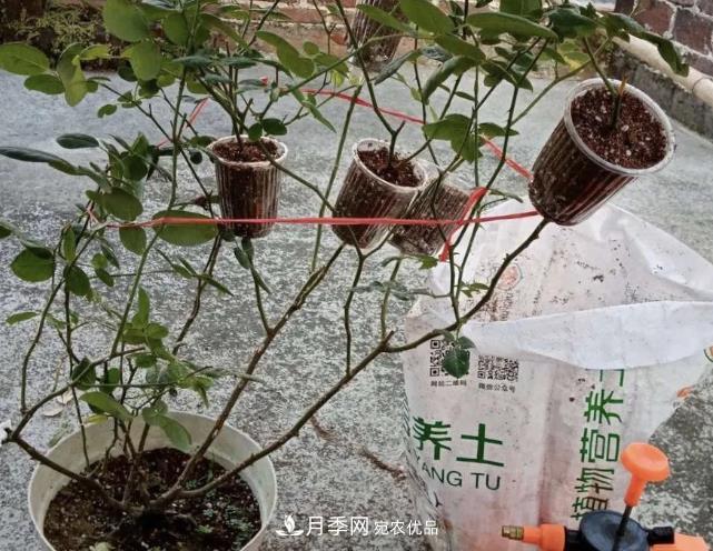 高壓月季出現(xiàn)黑桿？你可能“踩了”2個坑，其實高壓有方法(圖2)