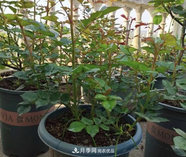 高壓月季出現(xiàn)黑桿？你可能“踩了”2個坑，其實高壓有方法(圖3)