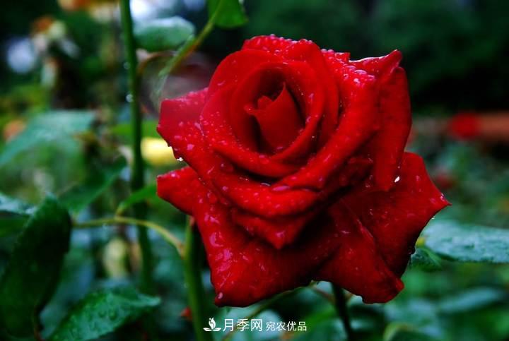 一年開(kāi)兩次花，月季花需要這樣養(yǎng)護(hù)管理(圖1)