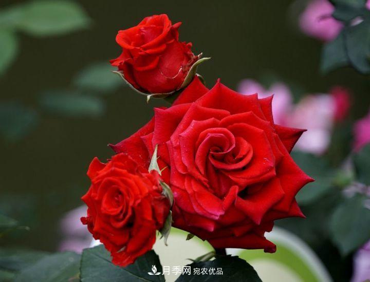 一年開(kāi)兩次花，月季花需要這樣養(yǎng)護(hù)管理(圖3)