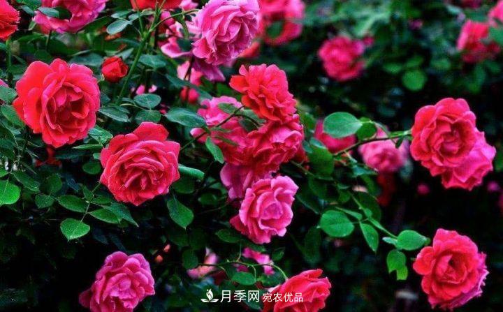一年開(kāi)兩次花，月季花需要這樣養(yǎng)護(hù)管理(圖2)