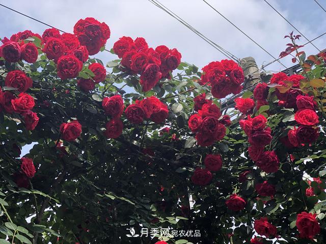 李子柒的紅色月季花墻，這個(gè)品種，好養(yǎng)易打理(圖3)