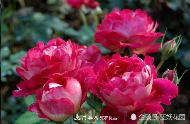 月季冬剪別著急，剪早了比不剪還要糟糕！(圖1)