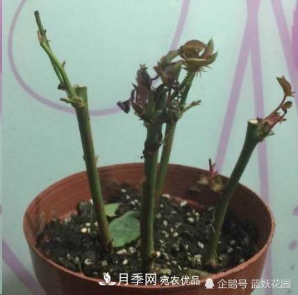 月季冬剪別著急，剪早了比不剪還要糟糕！(圖4)