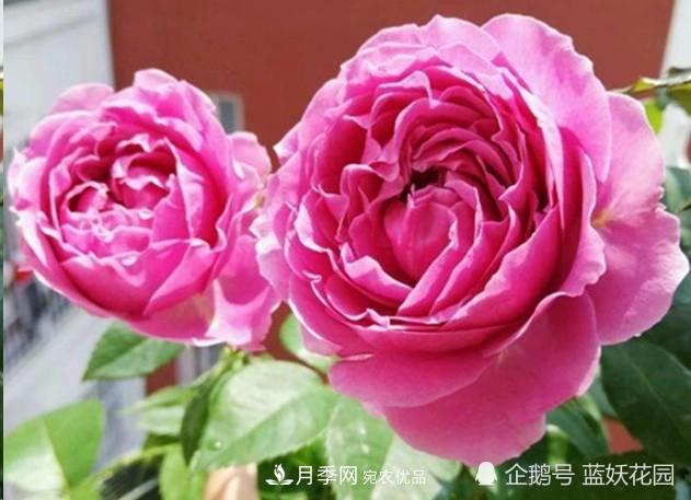 月季冬剪別著急，剪早了比不剪還要糟糕！(圖2)
