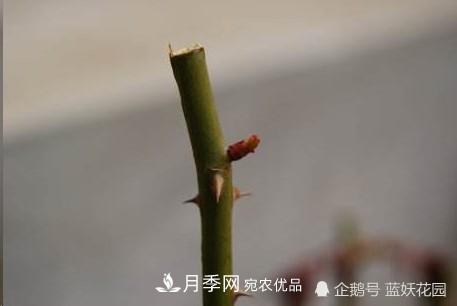 月季冬剪別著急，剪早了比不剪還要糟糕！(圖3)