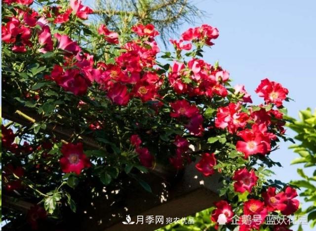 月季冬剪別著急，剪早了比不剪還要糟糕！(圖6)