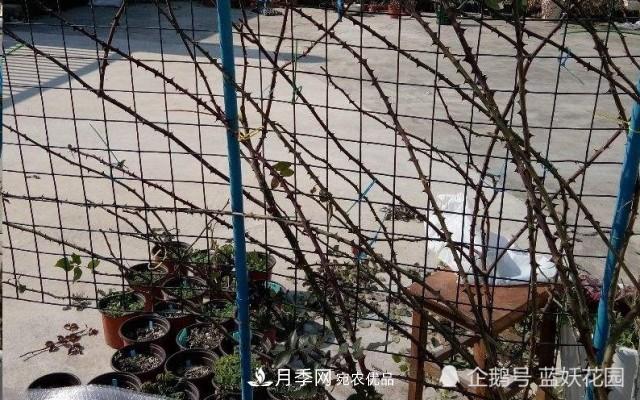 月季冬剪別著急，剪早了比不剪還要糟糕！(圖7)