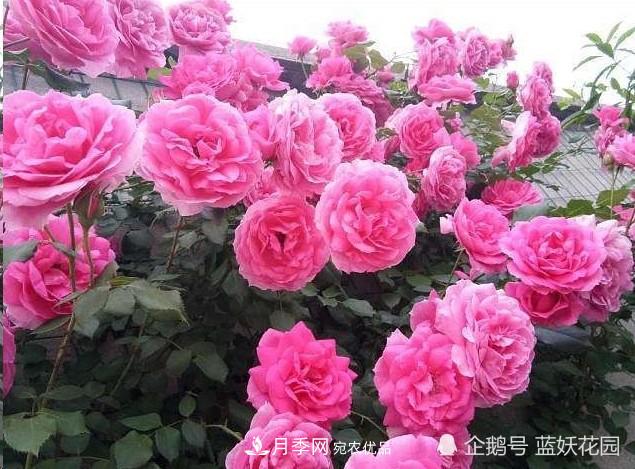 月季冬剪別著急，剪早了比不剪還要糟糕！(圖8)