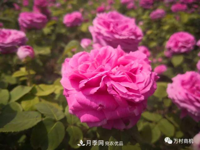 月季花好養(yǎng)活，但要花大花艷您得懂這些知識(圖1)