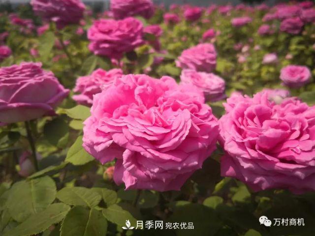 月季花好養(yǎng)活，但要花大花艷您得懂這些知識(圖3)