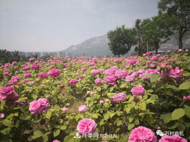 月季花好養(yǎng)活，但要花大花艷您得懂這些知識(圖2)
