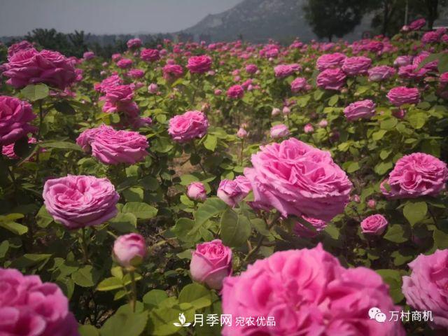 月季花好養(yǎng)活，但要花大花艷您得懂這些知識(圖4)