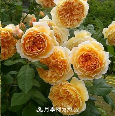 盤點(diǎn)各國的灌木月季品種，哪些是不可錯(cuò)過的經(jīng)典品種！(圖2)