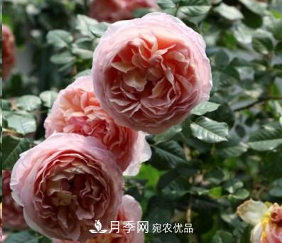 盤點(diǎn)各國的灌木月季品種，哪些是不可錯(cuò)過的經(jīng)典品種！(圖1)
