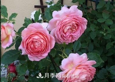 盤點(diǎn)各國的灌木月季品種，哪些是不可錯(cuò)過的經(jīng)典品種！(圖4)