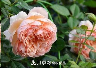 盤點(diǎn)各國的灌木月季品種，哪些是不可錯(cuò)過的經(jīng)典品種！(圖5)