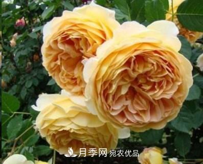 盤點(diǎn)各國的灌木月季品種，哪些是不可錯(cuò)過的經(jīng)典品種！(圖3)