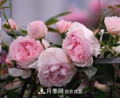 盤點(diǎn)各國的灌木月季品種，哪些是不可錯(cuò)過的經(jīng)典品種！(圖6)
