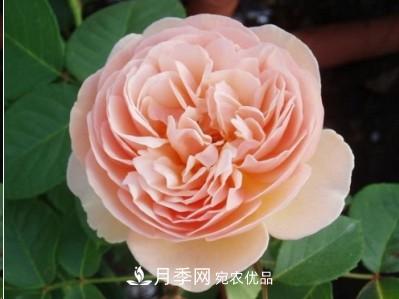 盤點(diǎn)各國的灌木月季品種，哪些是不可錯(cuò)過的經(jīng)典品種！(圖7)