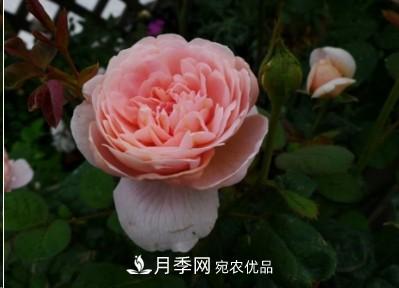 盤點(diǎn)各國的灌木月季品種，哪些是不可錯(cuò)過的經(jīng)典品種！(圖9)