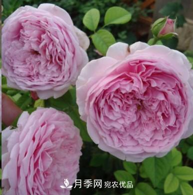 盤點(diǎn)各國的灌木月季品種，哪些是不可錯(cuò)過的經(jīng)典品種！(圖8)