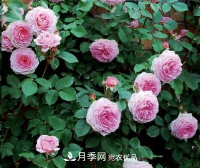 盤點(diǎn)各國的灌木月季品種，哪些是不可錯(cuò)過的經(jīng)典品種！(圖10)